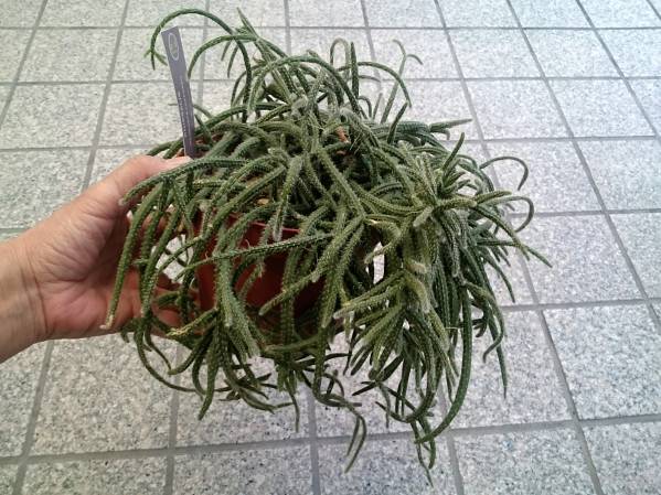 富士花504再 リプサリス ピロカルパ レフグレン5号鉢 サボテン 売買されたオークション情報 Yahooの商品情報をアーカイブ公開 オークファン Aucfan Com