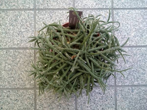 富士花504再 リプサリス ピロカルパ レフグレン5号鉢 サボテン 売買されたオークション情報 Yahooの商品情報をアーカイブ公開 オークファン Aucfan Com