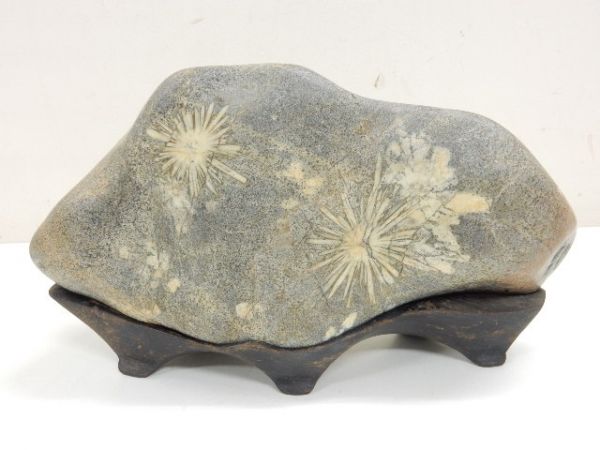 菊花石 鑑賞石 水石 盆石 天然石 観賞石 置物 岐阜県根尾谷 飾石
