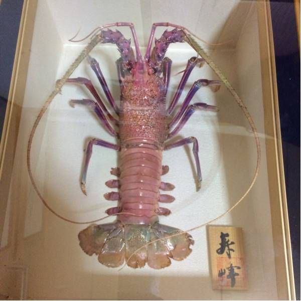 特大 伊勢海老 エビ 剥製 壁掛け 標本 額縁 飾り物(科学、自然)｜売買