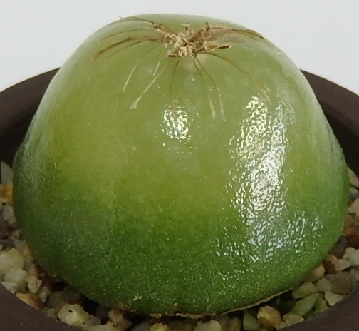 サボテン多肉植物 超大玉ブルゲリ 実生４ ５ｃｍ美球 サボテン 売買されたオークション情報 Yahooの商品情報をアーカイブ公開 オークファン Aucfan Com