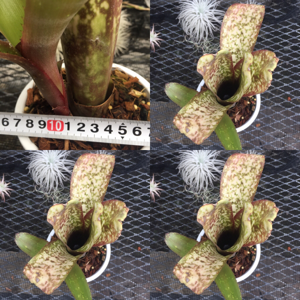 Billbergia Salsa