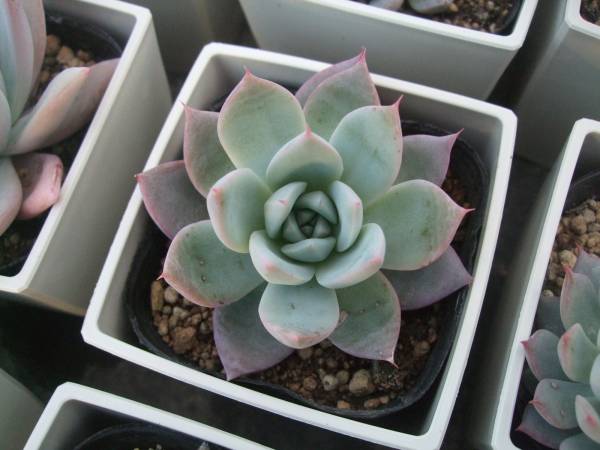 多肉植物 エケベリア クリスタルランド サボテン 売買されたオークション情報 Yahooの商品情報をアーカイブ公開 オークファン Aucfan Com