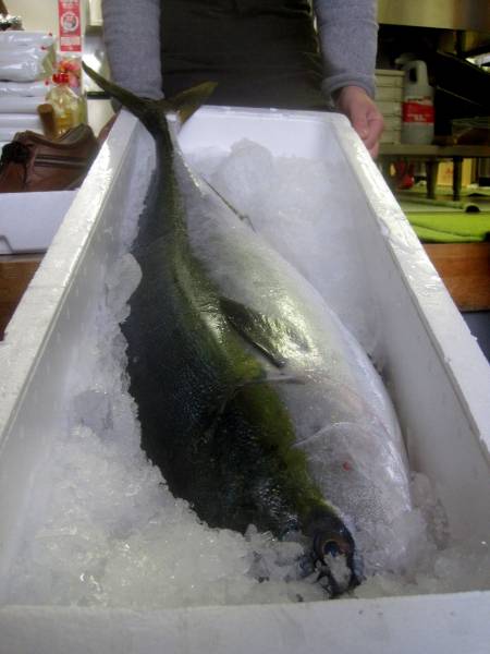 ★年初め出品！！！佐渡の北、粟島沖の寒鰤1本8.9キロ！