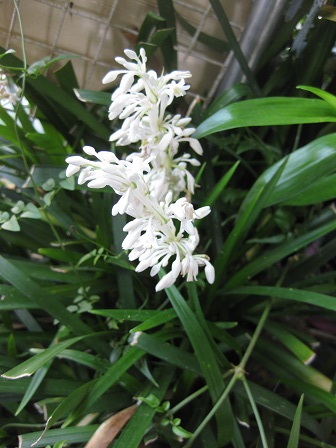 夏に白い花が咲く 蘭のような植物の株分け苗 ２ ３株 その他 売買されたオークション情報 Yahooの商品情報をアーカイブ公開 オークファン Aucfan Com