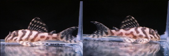 m201202644.2