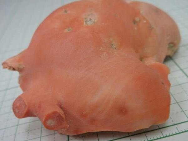 TOP】桃珊瑚 サンゴ ルース 131g 枝 原木 材料 拝見 観賞 根付 赤珊瑚