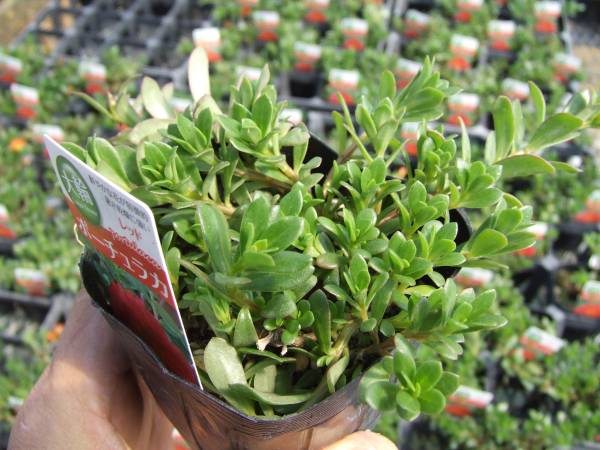 農園】□大輪ポーチュラカ4色ミックス□花苗 20ポット 生産農園(苗 