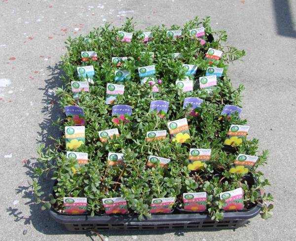 農園】□大輪ポーチュラカ4色ミックス□花苗 20ポット 生産農園(苗 