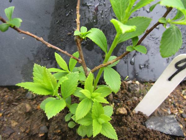 下野シモツケ 白とピンクの源平咲きの花は1年に何回も咲く 9(植木 