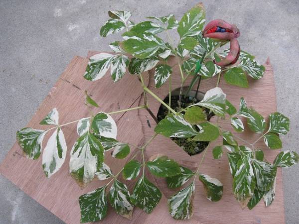 ○山野草・斑入り・ヤマシャクヤク・黄聖錦・Ｆ1・D○