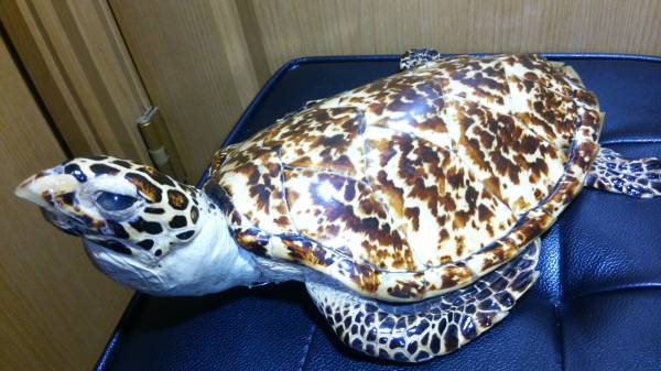 剥製 希少 小型タイマイ 全長 ３８CM