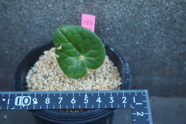 東洋蘭 斑入り山野草 クロヒメカンアオイ 縞花 【公式通販】