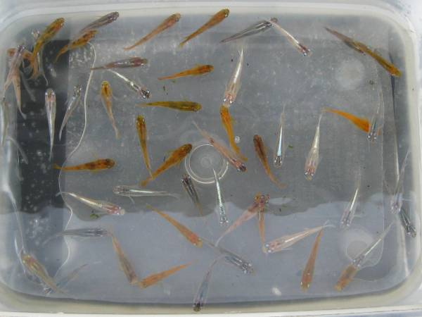 睡蓮鉢に 茶ブチ 青ミユキ 白ミユキ 濃紺 楊貴妃 琥珀透明燐系など いろいろなメダカ５０匹 A めだか 売買されたオークション情報 Yahooの商品情報をアーカイブ公開 オークファン Aucfan Com