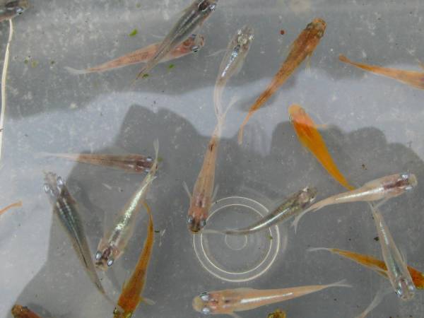 睡蓮鉢に 茶ブチ 青ミユキ 白ミユキ 濃紺 楊貴妃 琥珀透明燐系など いろいろなメダカ５０匹 A めだか 売買されたオークション情報 Yahooの商品情報をアーカイブ公開 オークファン Aucfan Com