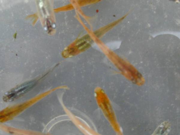 睡蓮鉢に 茶ブチ 青ミユキ 白ミユキ 濃紺 楊貴妃 琥珀透明燐系など いろいろなメダカ５０匹 A めだか 売買されたオークション情報 Yahooの商品情報をアーカイブ公開 オークファン Aucfan Com