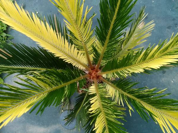 極上　黄斑入りソテツ