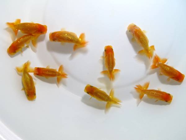 ◆◇バンビーーノ◇◆【愛媛・川本智祥氏】上物 当歳魚 10匹セット 002 素赤