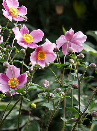 シュウメイギク 種子５粒 種 売買されたオークション情報 Yahooの商品情報をアーカイブ公開 オークファン Aucfan Com