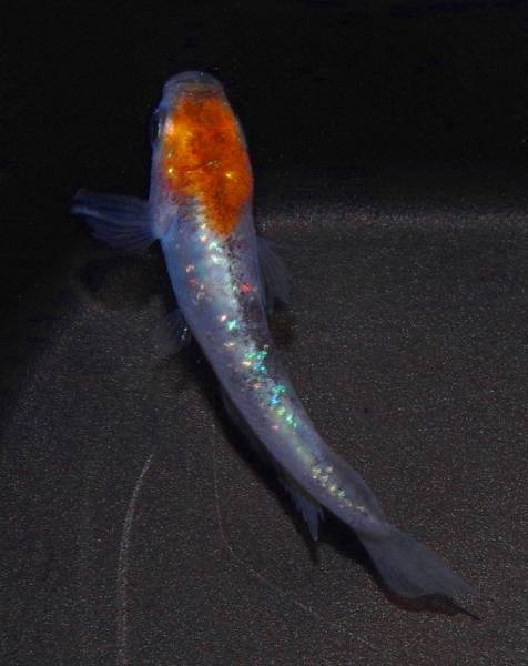 極上三色ラメメダカ 有精卵50個＋α 【特上新ペア】 三色