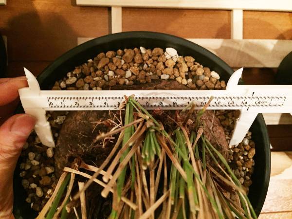 現品カリバナス・フーケリー（Calibanus ○植物 Calibanus