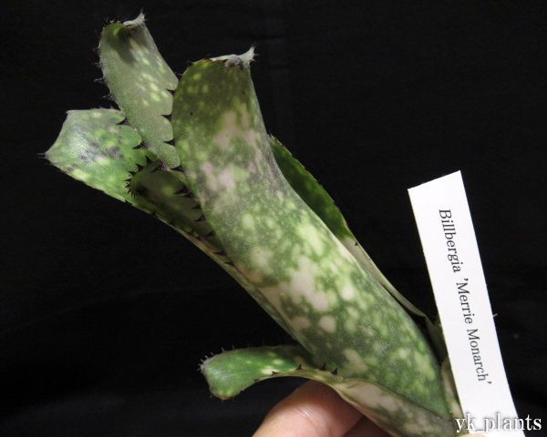 42 Billbergia Merrie Monarch ビルベルギア メリーモナーク