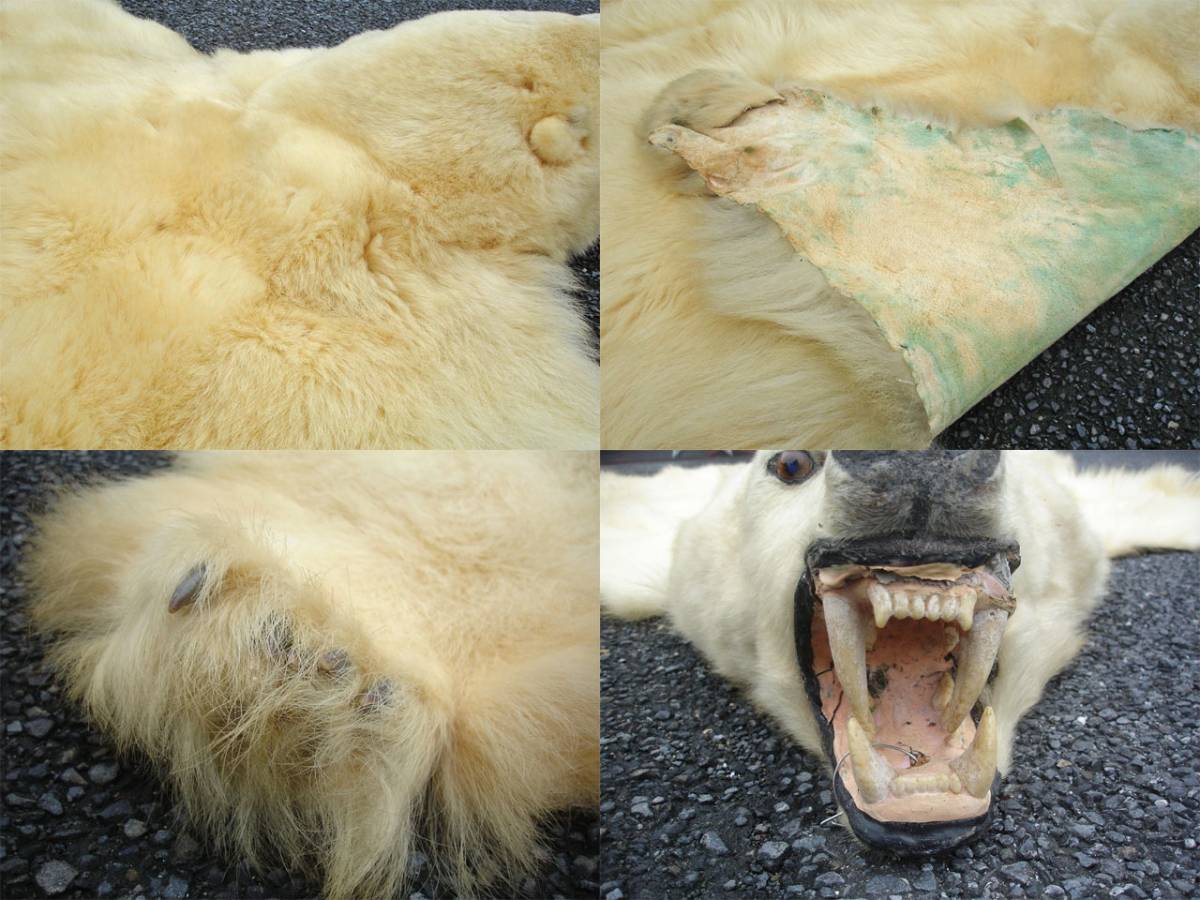 シロクマ 白熊 白くま 剥製 はく製 絨毯 カーペット ラグ マット 敷物 飾り インテリア 毛皮 大型 2350 1800mm アンティーク 家具 科学 自然 売買されたオークション情報 Yahooの商品情報をアーカイブ公開 オークファン Aucfan Com