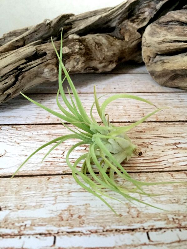 【Frontier Plants】【現品】チランジア・ブラッシングビューティー　T. Blushing Beauty (T. ionantha Huamelula X T. capitata Roja)　