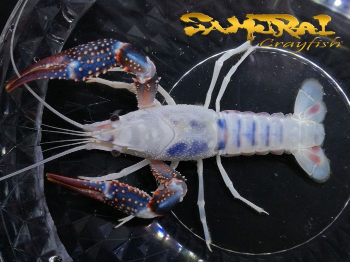 ◆◇【SAMURAI】ブルー系イーグルヘッド EagleHead FineSpot ♂個体 [DZ-10]◇◆