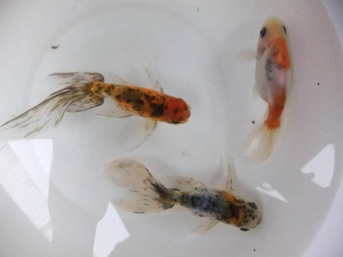 京錦　3匹セット