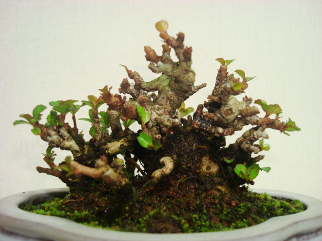 盆栽　昴　★　長寿梅ミニサイズ展示用　★