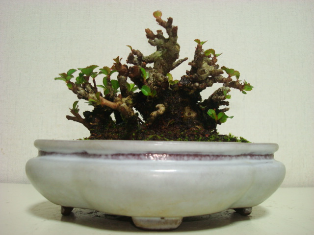 盆栽　昴　★　長寿梅ミニサイズ展示用　★