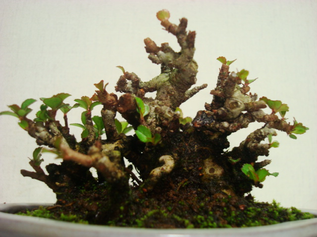 盆栽　昴　★　長寿梅ミニサイズ展示用　★