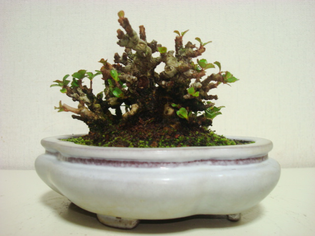 盆栽　昴　★　長寿梅ミニサイズ展示用　★