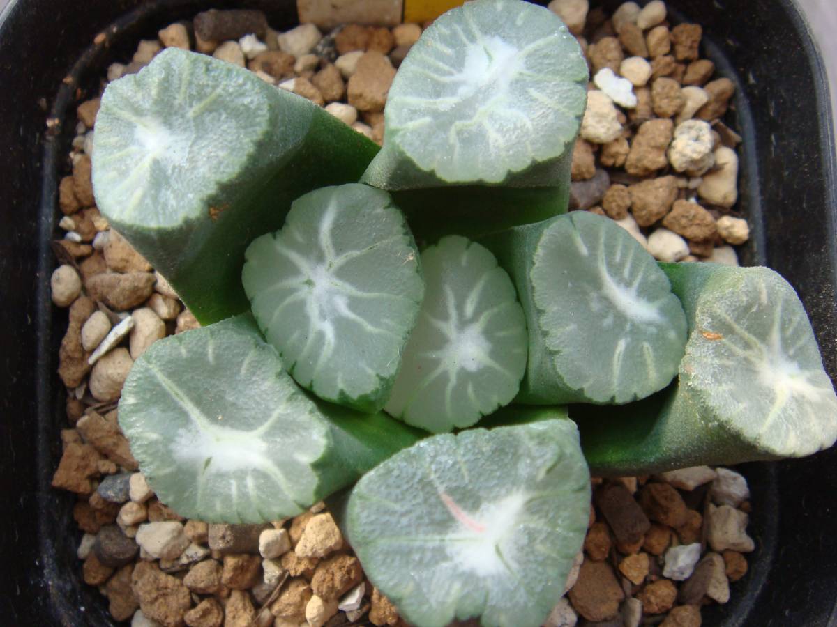 万象 T-1 ハオルチア 多肉植物：ハオルチア 万象 K-1*幅8cm 現品