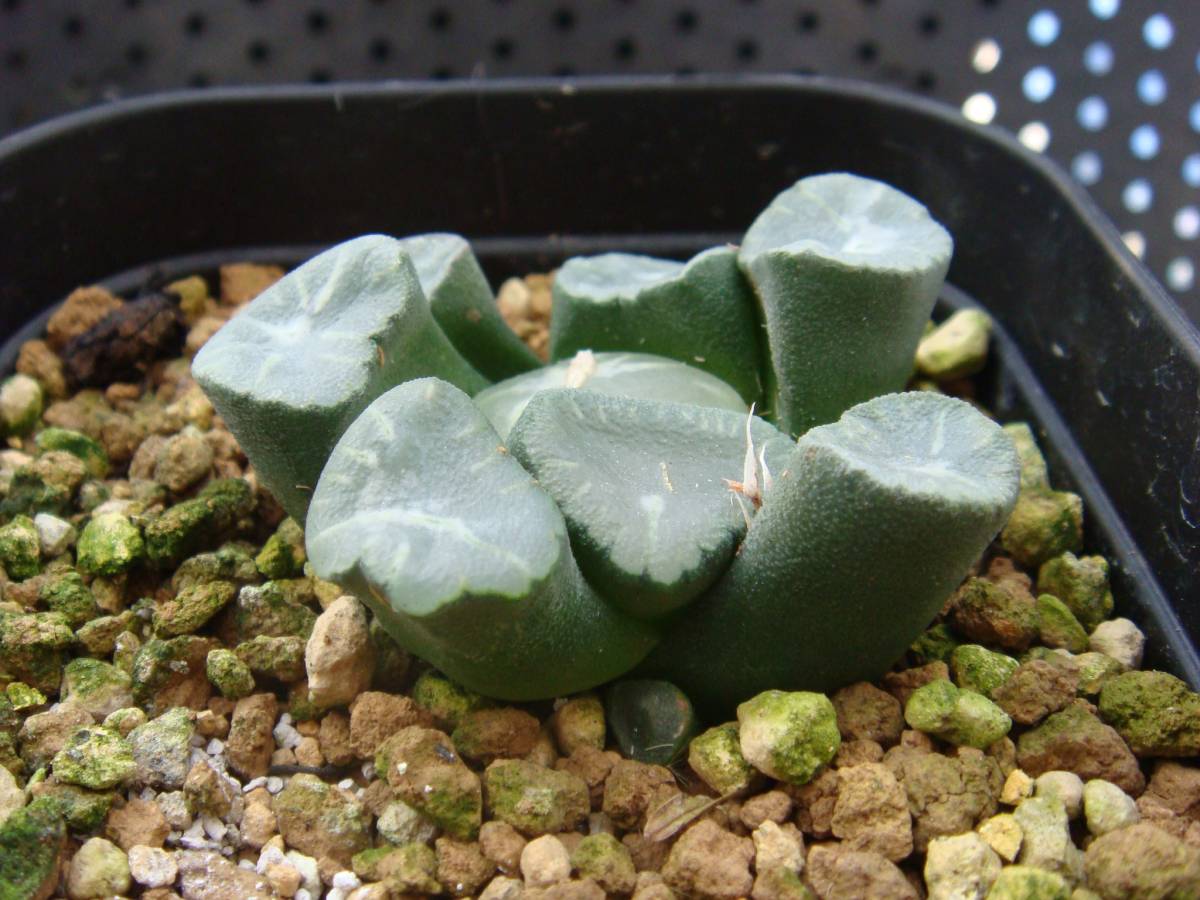 万象 T-1 ハオルチア 多肉植物：ハオルチア 万象 K-1*幅8cm 現品