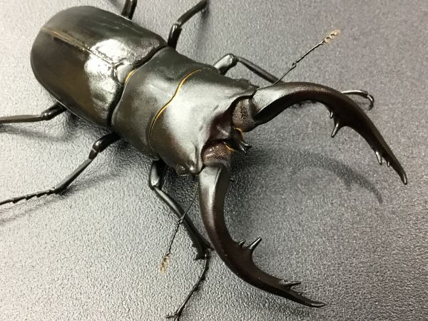 アマミノコギリ　72.5×42