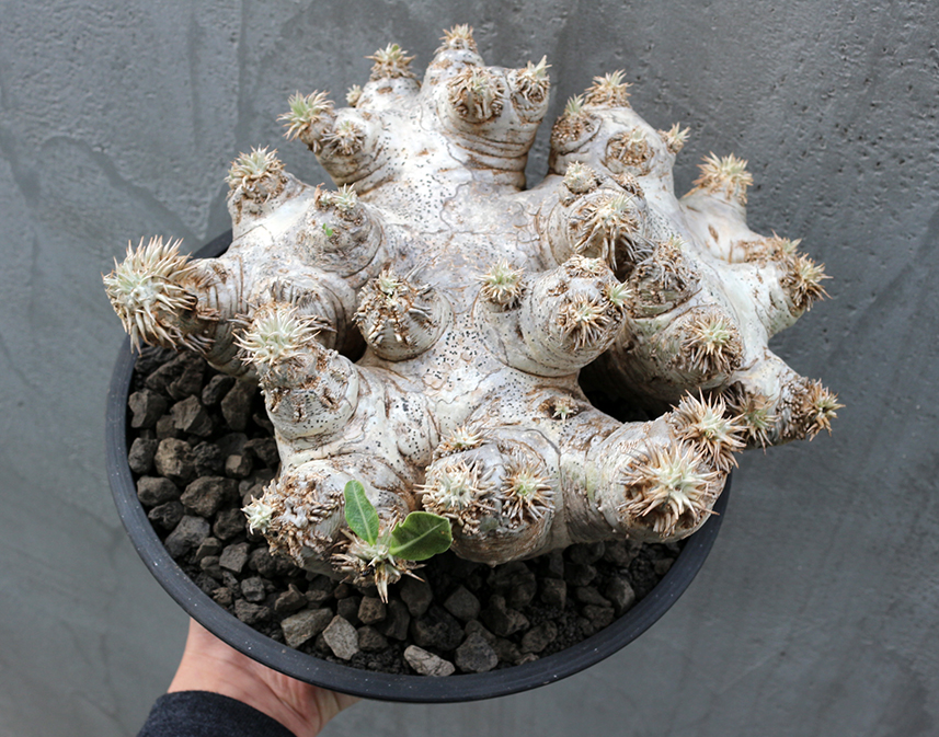 パキポディウム エブレネウム 扁平型 特大株 発根済/Pachypodium
