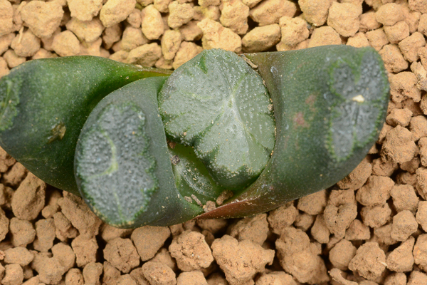 127 ハオルチア 多肉植物 南阿の星万象 自家繁殖 抜き苗発送 127 ハオルチア 多肉植物 南阿の星万象 自家繁殖 抜き苗発送