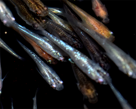 ☆☆越後謙信　　上物メダカから今年生まれたメダカ１００匹セット＋１０　松井ヒレ長スワローも入ります。