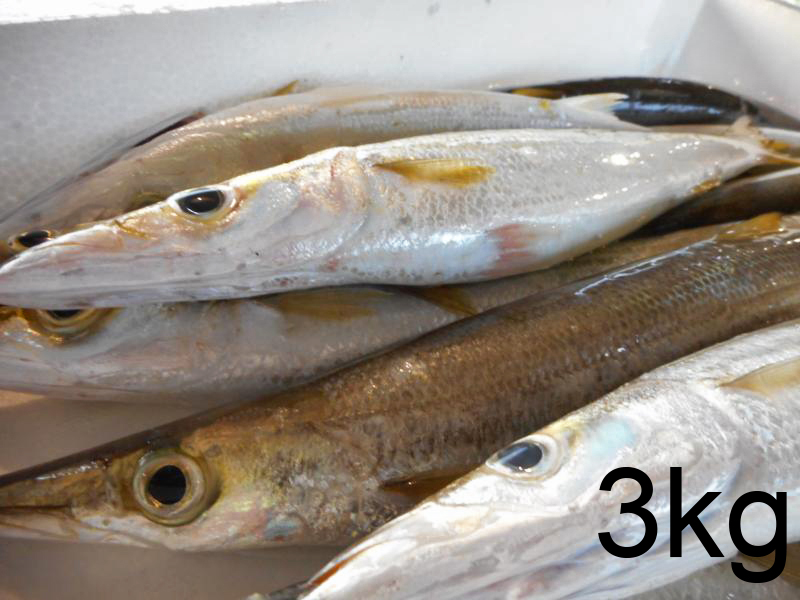 【大分県豊後水道産】カマス3ｋｇ_1