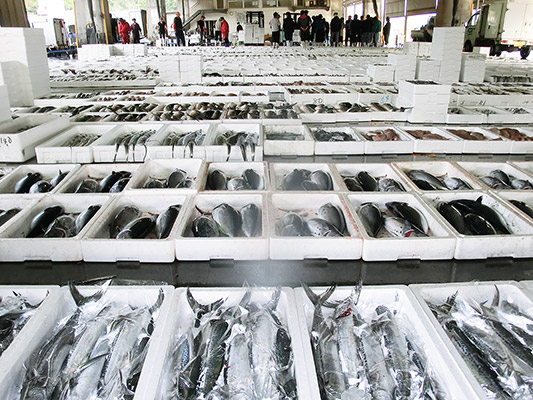 【大分県豊後水道産】カマス3ｋｇ_3