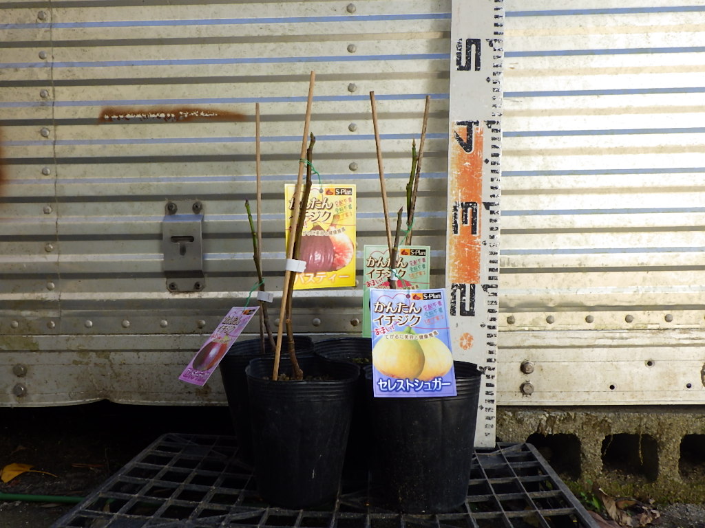 イチジク ロンドボーテックス プレコス セレストシュガー ヨルダン 4品種セット Bellasmakeup Com