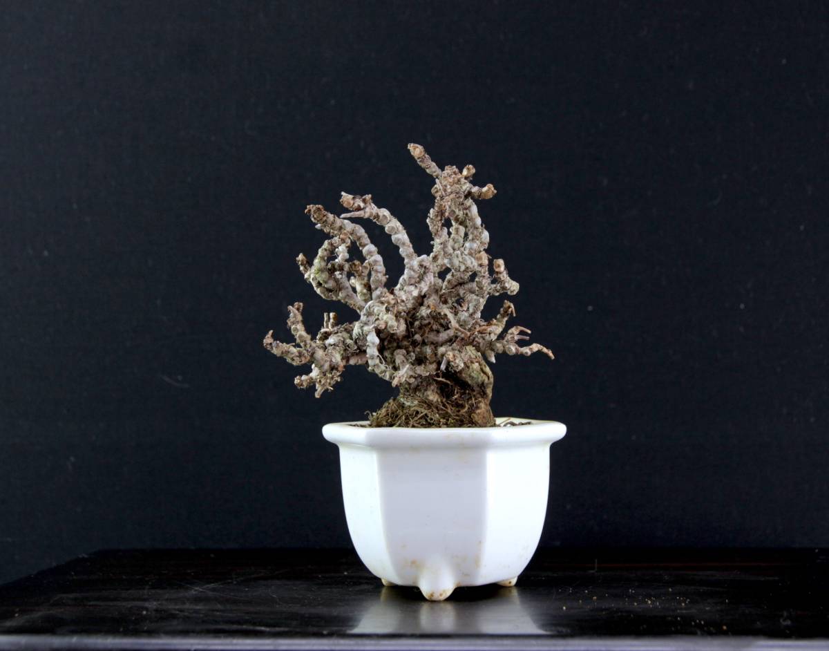 ミニ盆栽　ツタ　(照葉鬼蔦か三ツ葉か不明)　樹高１０cm程度