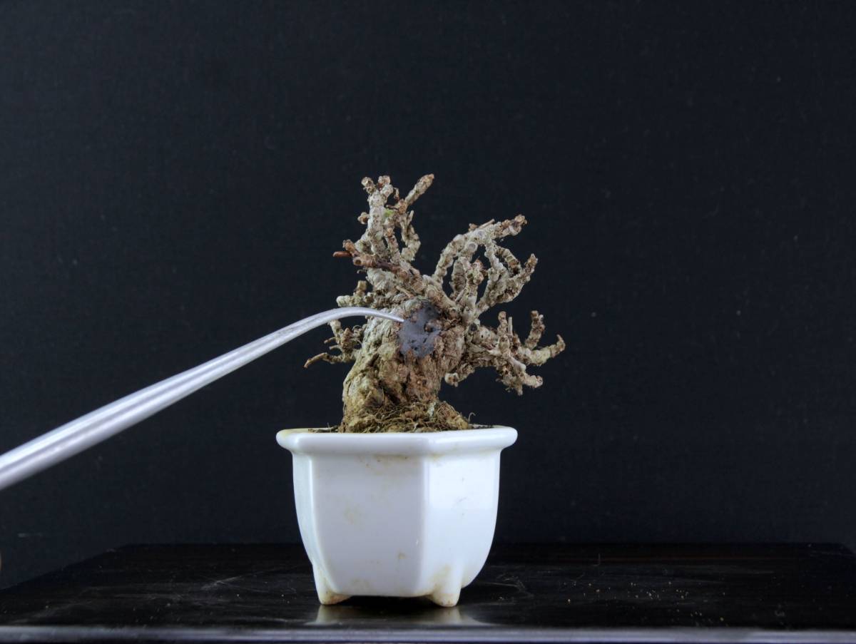 ミニ盆栽　ツタ　(照葉鬼蔦か三ツ葉か不明)　樹高１０cm程度