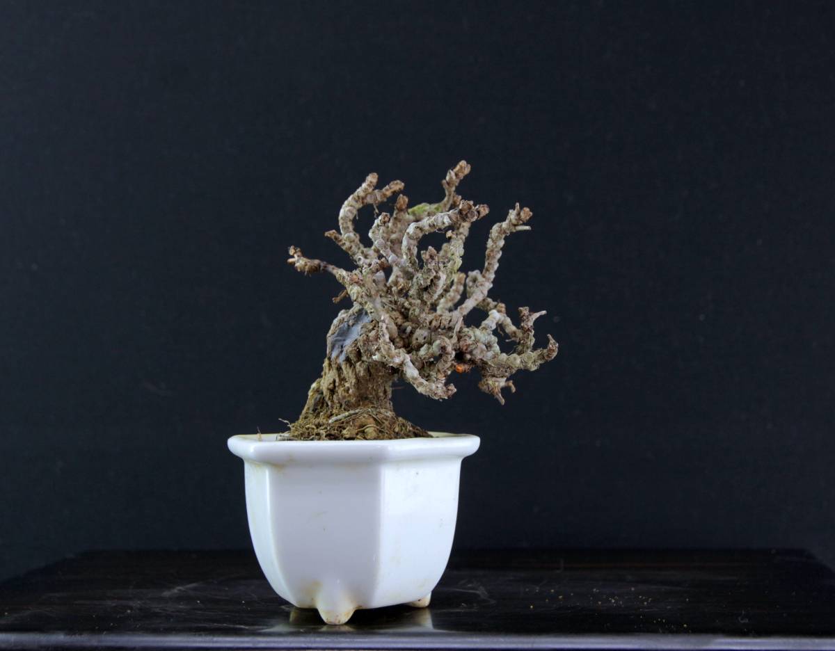 ミニ盆栽　ツタ　(照葉鬼蔦か三ツ葉か不明)　樹高１０cm程度