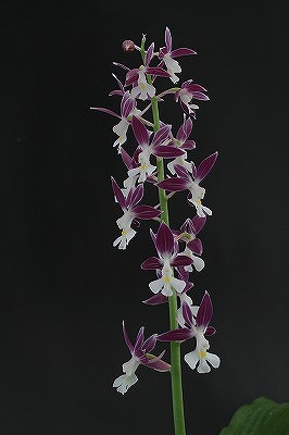 ☆エビネ銘品 37 コウズ 「大空」（成木・花見込） ☆ | えびね蘭 えびね