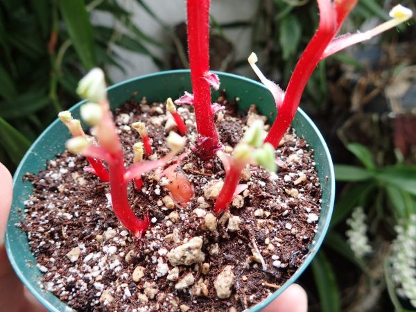 オキザリス ツベロサ 塊根性カタバミ オカ 食用作物 根菜 観葉植物 売買されたオークション情報 Yahooの商品情報をアーカイブ公開 オークファン Aucfan Com