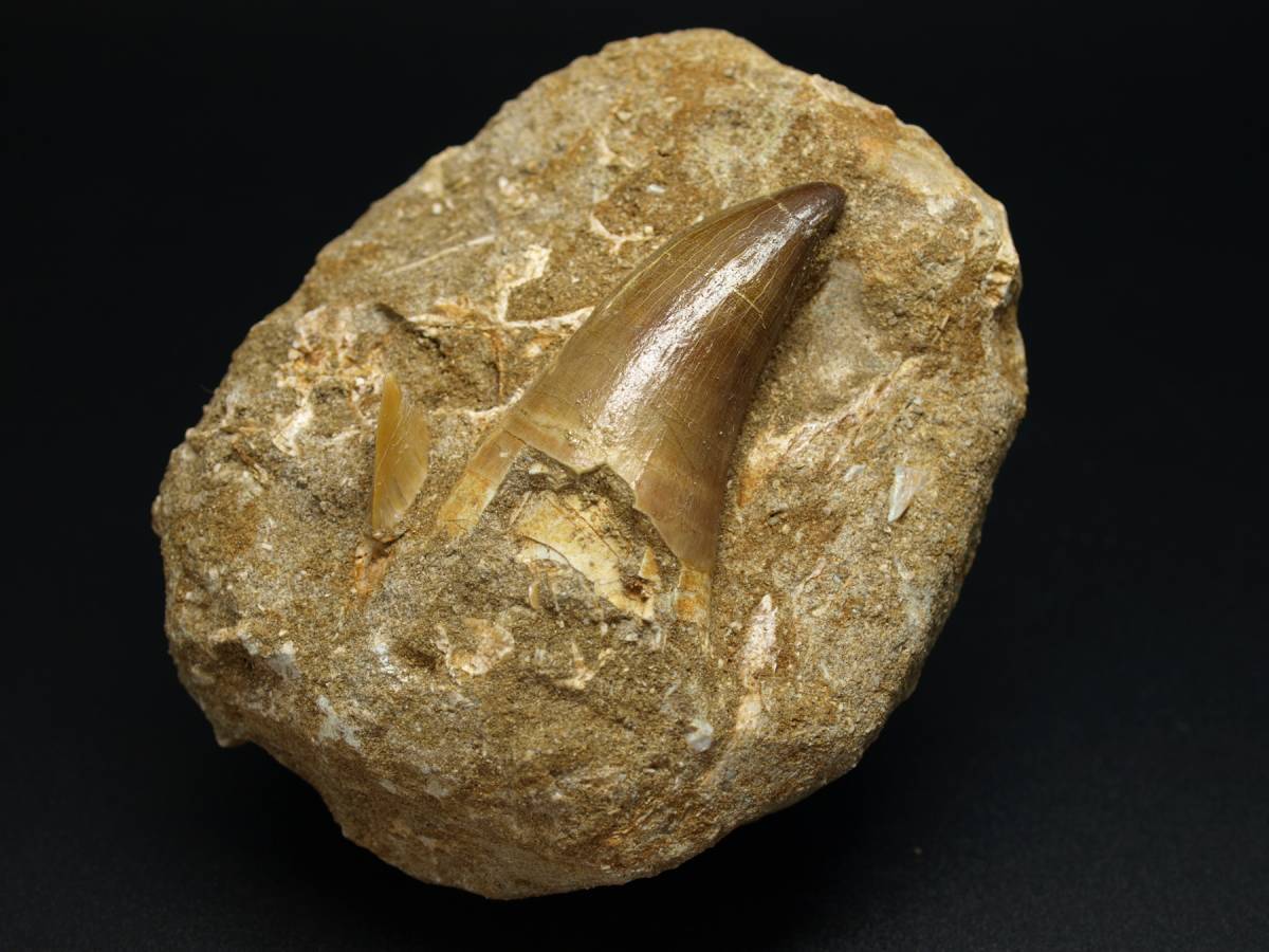 モササウルスの歯 | 恐竜 静岡大人にも人気！6600万年前の海の巨大生物 