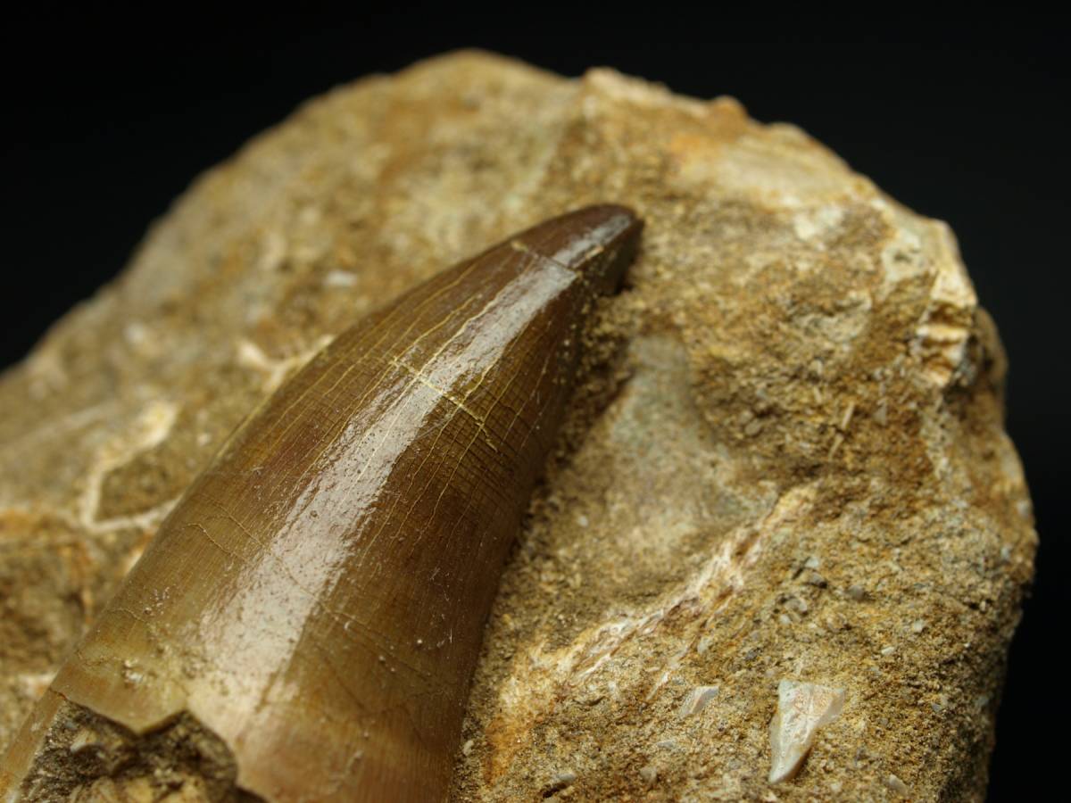 モササウルスの歯 | 恐竜 静岡大人にも人気！6600万年前の海の巨大生物 